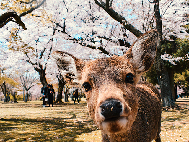 สวนกวางนารา (Nara Park)
