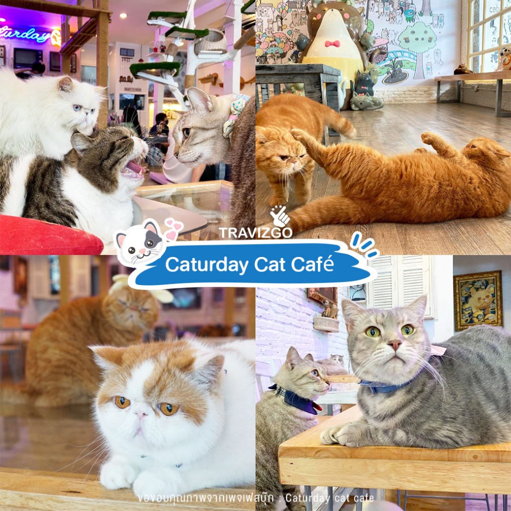 Caturday Cat Café