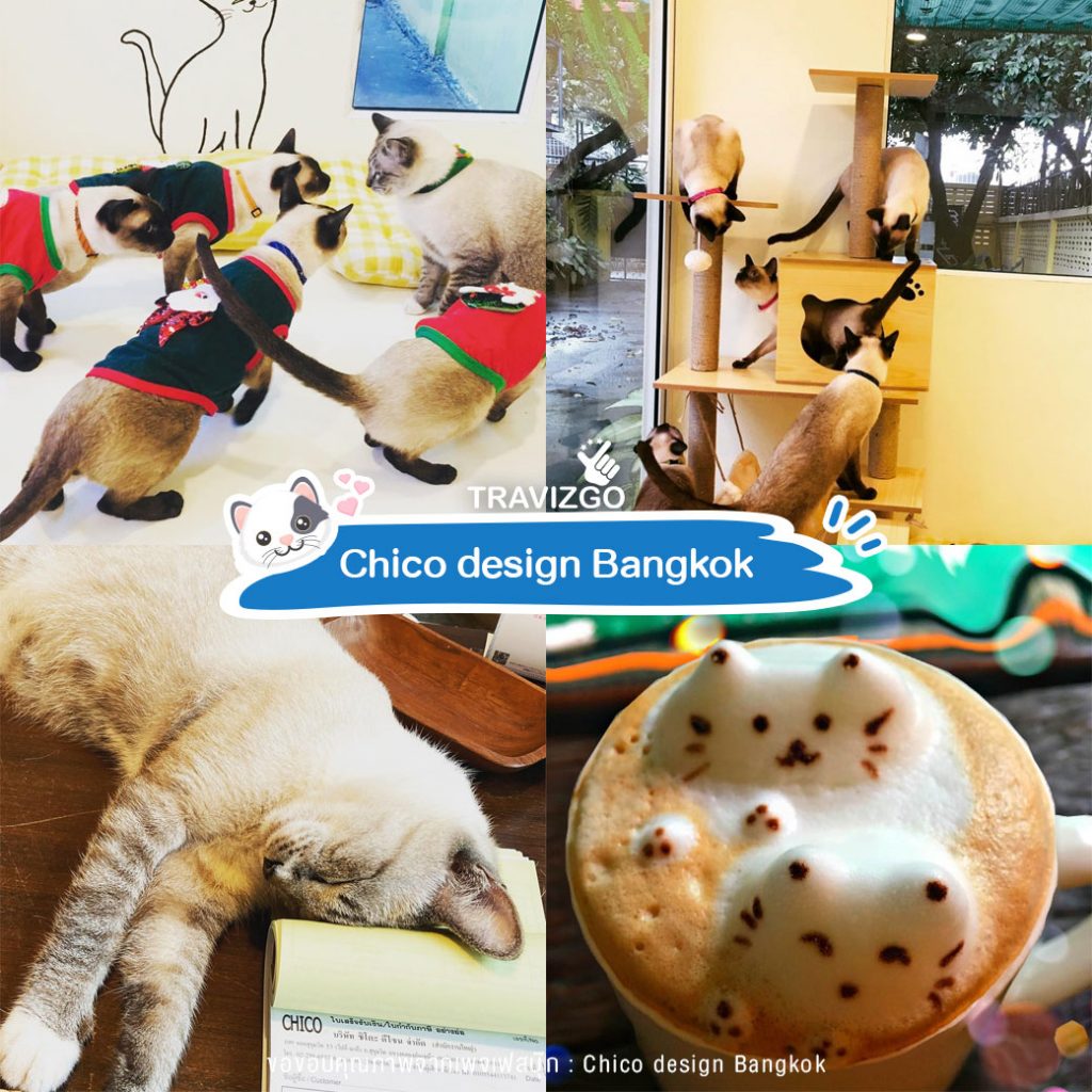 Chico design Bangkok