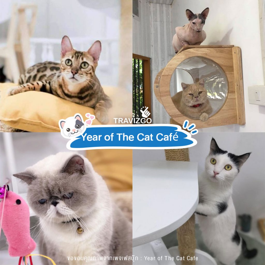 Year of The Cat Cafe