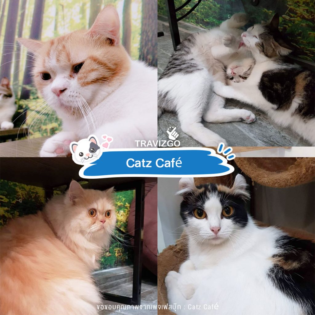 Catz Café