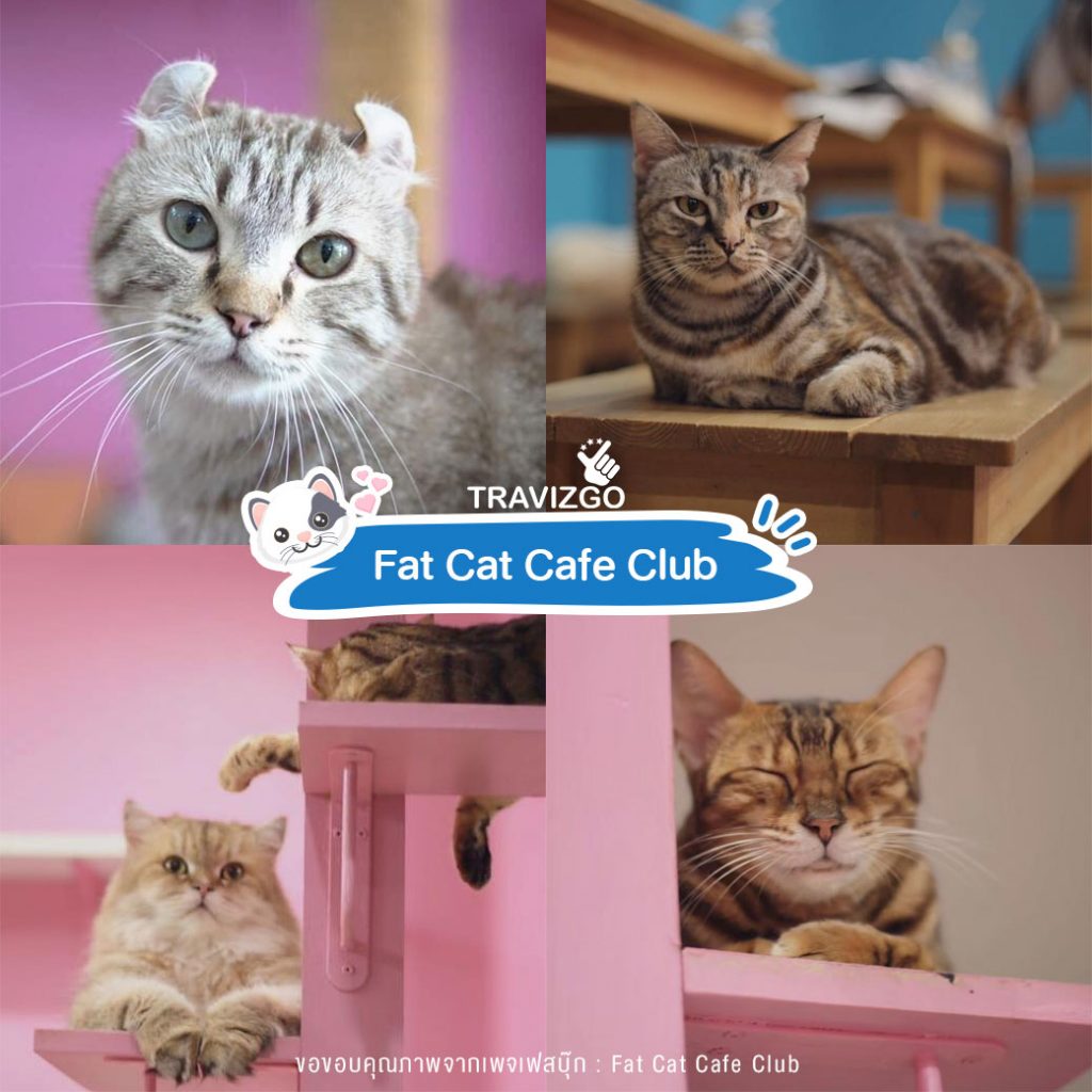 Fat Cat Cafe Club