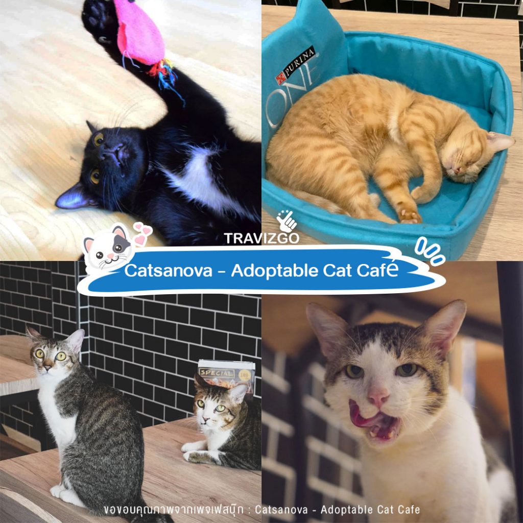 Catsanova - Adoptable Cat Café
